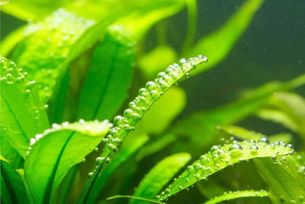 Top Mistakes to Avoid When pamacrystial plant care