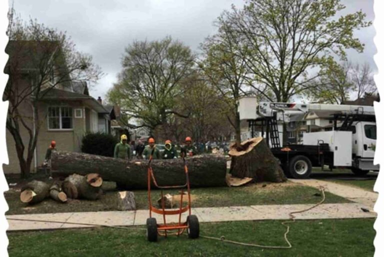 Tree Service in Oak Park, IL